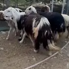 غنم للبيع. ( نجديات   نعيميات ) وطليان حريه