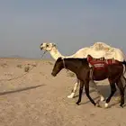البيع حصان ابل