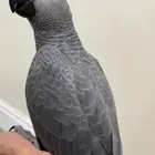 فرخ كاسكو كينقو مميز