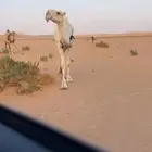 ناقه ضريبه
