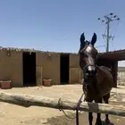 مهره عربيه للبيع