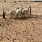 بهم حريات طيبه