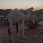 للبيع بكره حقه كفو فل شحم