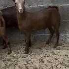 تيوس صلاليه للبيع