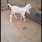 داغور مشروع فحل وامه خصم الخصم