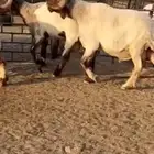 فحول أنعيم طيبه اللبييع