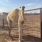 للبيع البكار الطيبات