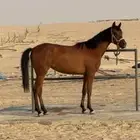مهره شعبية