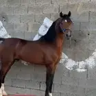 حصان شيخ الاب قسوره الشقب  الام شعبيه  العمر4 حصان حار