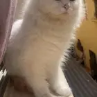 قطة انثى