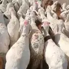 اعلان غنم بيض
