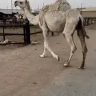 نياق خقت حمرا وضحى