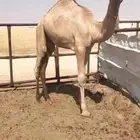 قعود مفرود طيب وسمين