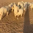 بهم حري