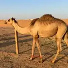 بكره للبيع