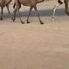 للبيع مفروده رمانيه كفوو