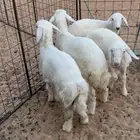 رخال حريه صنف