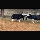عرض بيع نجد فواخر جروم