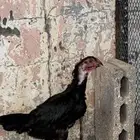 دجاجه هنديه