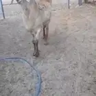 نعجه سوكنيه