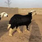 للبيع طليان نجد