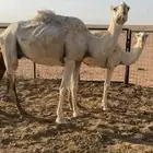 للبيع خلفه وضحه