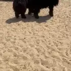 جذعان عرب