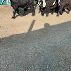 جفرات عوارض نوادر خصم الخصم تممم البيع