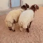 طليان نعيم الريآض حي الشفآء آي مكان نوصل فيه ذبح باقي آثنين