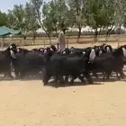 معزا عوارض فاخره للبيع