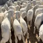 بهم حري السوم 870