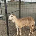 رخل ساكنيه جذعه صنف