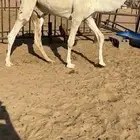 قعدان كفووو للبيع رقم الجوآل