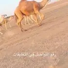 للبيع بعير رباع على جميع اشروط ولد غرنوق ابن رخيص الشمري