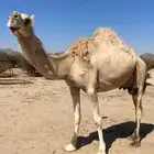 خلفه مصغر وضحى اراك غزير
