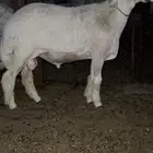 مشروووع فحل جبر عمر 6شهور