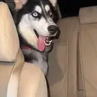 كلب هاسكي