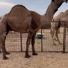 بعير اصفر دبياني