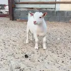 تيس قزمي