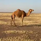 ذلول للبيع