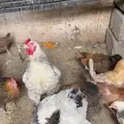 دجاج براهنه وديك