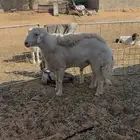 فحل حري صنف مشروط