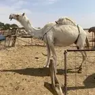 ناقه للبدل