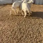 بهم حري خروف صافي