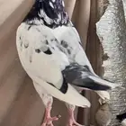 حمام باكستاني
