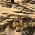 تمر سكري مفتل