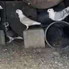 حمام