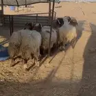طليان نعيم