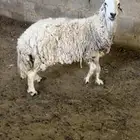 شاة حريه