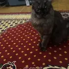 قط لتبني